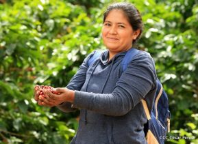 Presentan  Estrategia Nacional para el Desarrollo de la Caficultura
