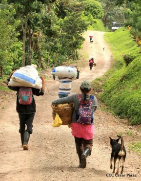 Presentan  Estrategia Nacional para el Desarrollo de la Caficultura