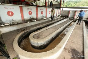 Presentan  Estrategia Nacional para el Desarrollo de la Caficultura