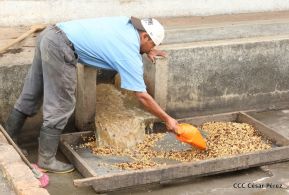 Presentan  Estrategia Nacional para el Desarrollo de la Caficultura