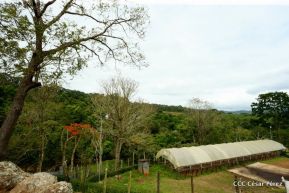 Presentan  Estrategia Nacional para el Desarrollo de la Caficultura