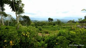 Presentan  Estrategia Nacional para el Desarrollo de la Caficultura