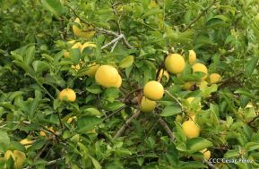 Presentan  Estrategia Nacional para el Desarrollo de la Caficultura