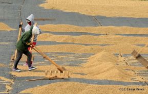 Presentan  Estrategia Nacional para el Desarrollo de la Caficultura