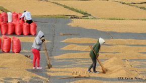 Presentan  Estrategia Nacional para el Desarrollo de la Caficultura