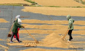 Presentan  Estrategia Nacional para el Desarrollo de la Caficultura