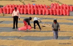 Presentan  Estrategia Nacional para el Desarrollo de la Caficultura