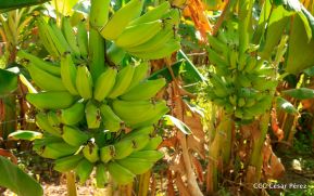 Nicaragua da la bienvenida a la cosecha de plátanos