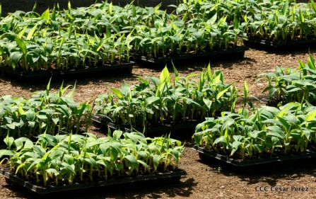 Nicaragua da la bienvenida a la cosecha de plátanos