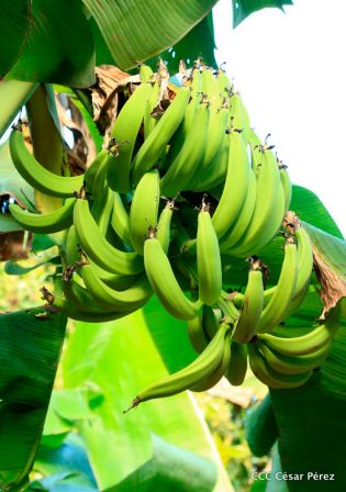 Nicaragua da la bienvenida a la cosecha de plátanos