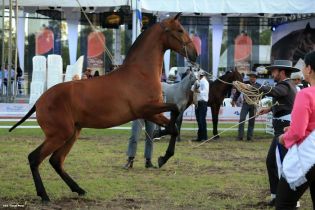 Nicaragua ostenta la mejor genética del caballo español durante la FERPRE 2014