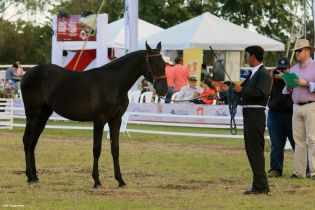 Nicaragua ostenta la mejor genética del caballo español durante la FERPRE 2014