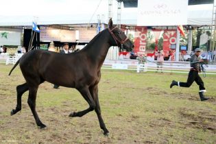 Nicaragua ostenta la mejor genética del caballo español durante la FERPRE 2014