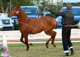 Nicaragua ostenta la mejor genética del caballo español durante la FERPRE 2014