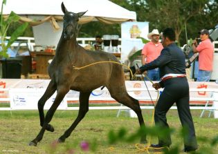 Nicaragua ostenta la mejor genética del caballo español durante la FERPRE 2014