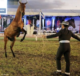 Nicaragua ostenta la mejor genética del caballo español durante la FERPRE 2014