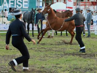 Nicaragua ostenta la mejor genética del caballo español durante la FERPRE 2014