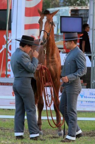 Nicaragua ostenta la mejor genética del caballo español durante la FERPRE 2014
