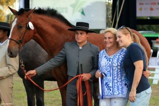 Nicaragua ostenta la mejor genética del caballo español durante la FERPRE 2014