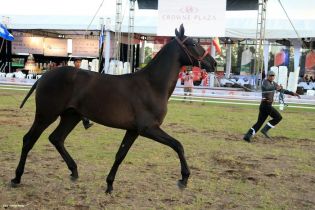 Nicaragua ostenta la mejor genética del caballo español durante la FERPRE 2014
