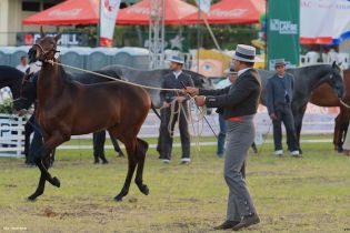 Nicaragua ostenta la mejor genética del caballo español durante la FERPRE 2014