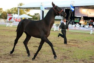 Nicaragua ostenta la mejor genética del caballo español durante la FERPRE 2014