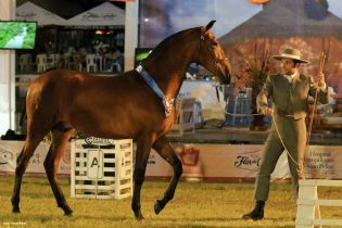 Nicaragua ostenta la mejor genética del caballo español durante la FERPRE 2014