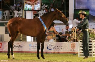 Nicaragua ostenta la mejor genética del caballo español durante la FERPRE 2014
