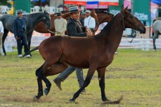 Nicaragua ostenta la mejor genética del caballo español durante la FERPRE 2014