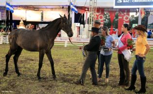 Nicaragua ostenta la mejor genética del caballo español durante la FERPRE 2014