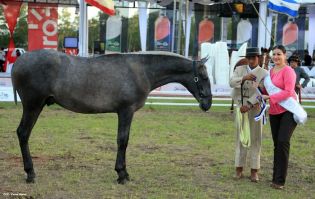 Nicaragua ostenta la mejor genética del caballo español durante la FERPRE 2014