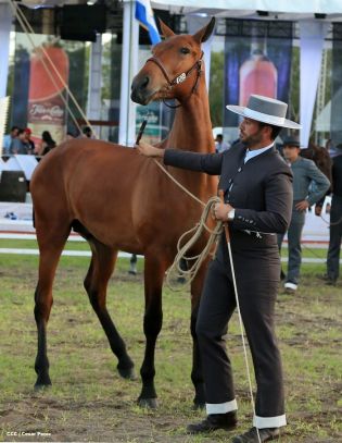Nicaragua ostenta la mejor genética del caballo español durante la FERPRE 2014
