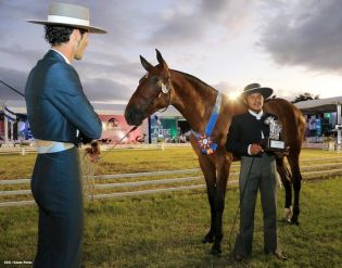 Nicaragua ostenta la mejor genética del caballo español durante la FERPRE 2014