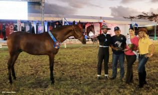 Nicaragua ostenta la mejor genética del caballo español durante la FERPRE 2014
