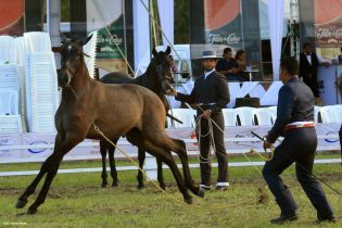 Nicaragua ostenta la mejor genética del caballo español durante la FERPRE 2014
