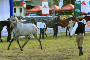 Nicaragua ostenta la mejor genética del caballo español durante la FERPRE 2014
