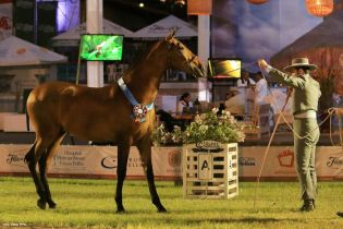 Nicaragua ostenta la mejor genética del caballo español durante la FERPRE 2014