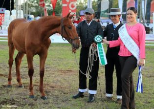 Nicaragua ostenta la mejor genética del caballo español durante la FERPRE 2014
