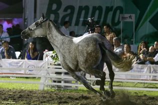 Show sinfónico ecuestre en la FERPRE 2014