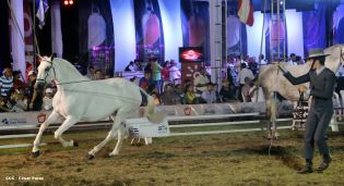 Show sinfónico ecuestre en la FERPRE 2014