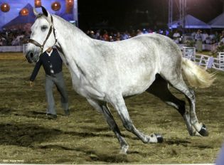 Show sinfónico ecuestre en la FERPRE 2014