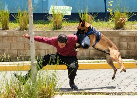 Nuestra Policía Nacional y su técnica canina para reforzar la seguridad ciudadana en Nicaragua
