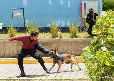 Nuestra Policía Nacional y su técnica canina para reforzar la seguridad ciudadana en Nicaragua