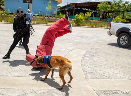 Nuestra Policía Nacional y su técnica canina para reforzar la seguridad ciudadana en Nicaragua