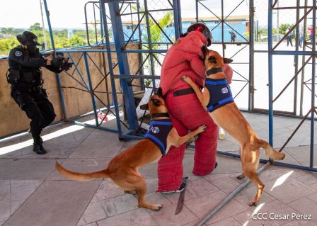 Nuestra Policía Nacional y su técnica canina para reforzar la seguridad ciudadana en Nicaragua