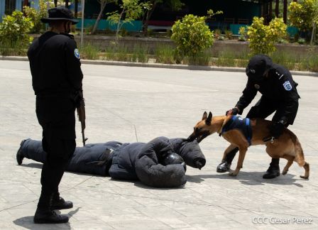 Nuestra Policía Nacional y su técnica canina para reforzar la seguridad ciudadana en Nicaragua