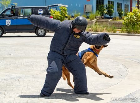 Nuestra Policía Nacional y su técnica canina para reforzar la seguridad ciudadana en Nicaragua