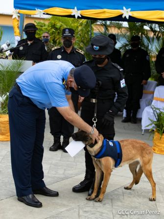 Nuestra Policía Nacional y su técnica canina para reforzar la seguridad ciudadana en Nicaragua