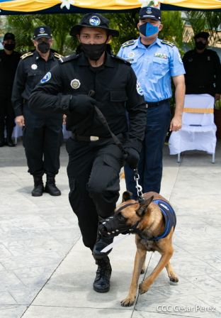 Nuestra Policía Nacional y su técnica canina para reforzar la seguridad ciudadana en Nicaragua