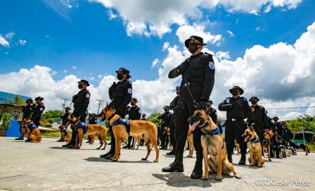 Nuestra Policía Nacional y su técnica canina para reforzar la seguridad ciudadana en Nicaragua